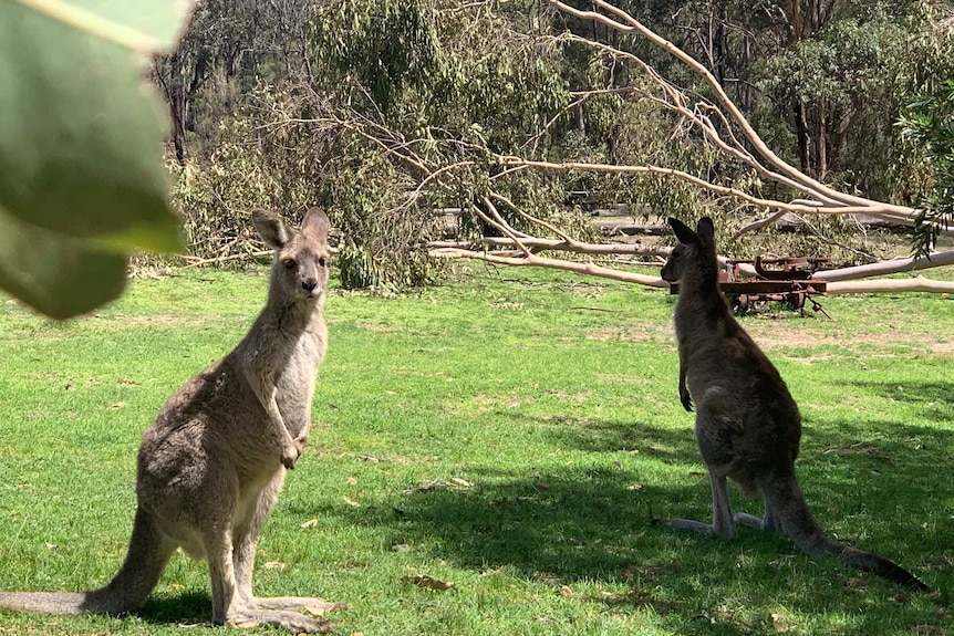 burragorang kangaroo