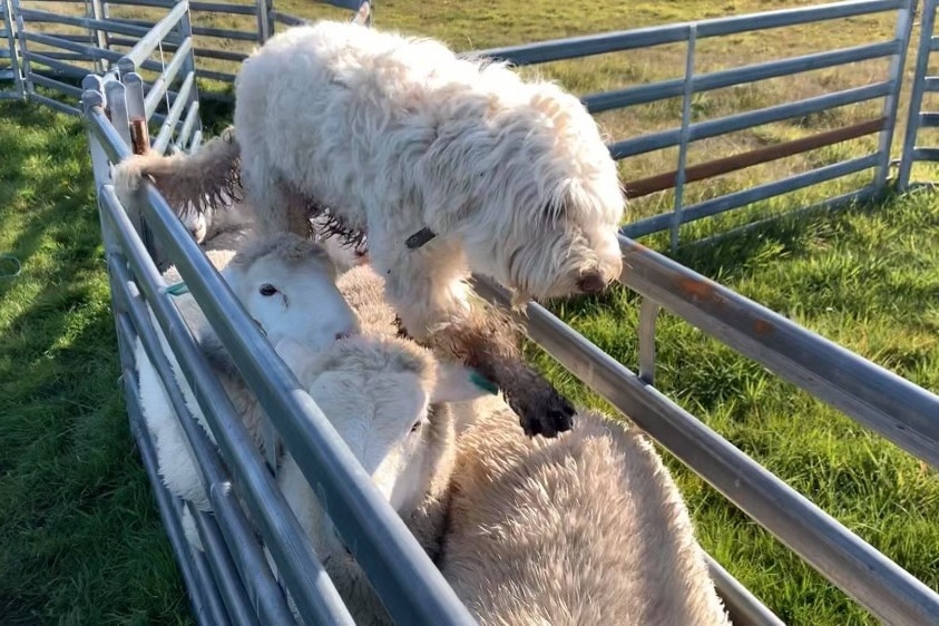 a shaggy white dog is standing on some sheep in a sheep yard