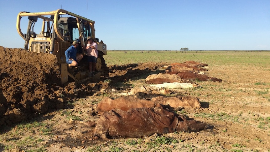 Grazier David Batt and Ash Travers talk near a digger and a number of dead cows.