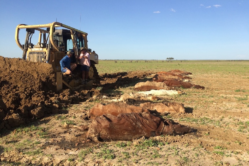 Grazier David Batt and Ash Travers talk near a digger and a number of dead cows.