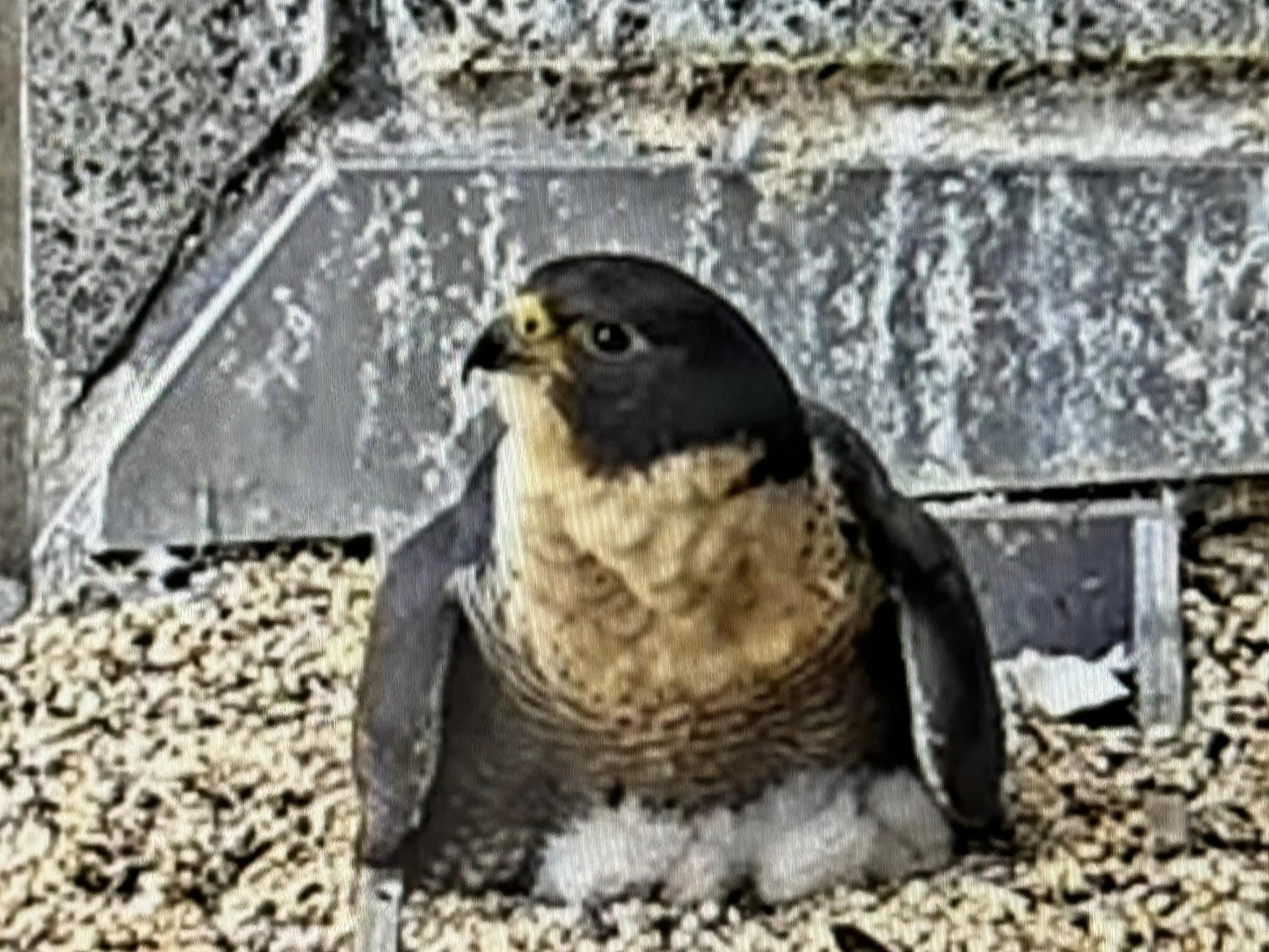 A female Peregrine falcon keeps her new chicks warm.