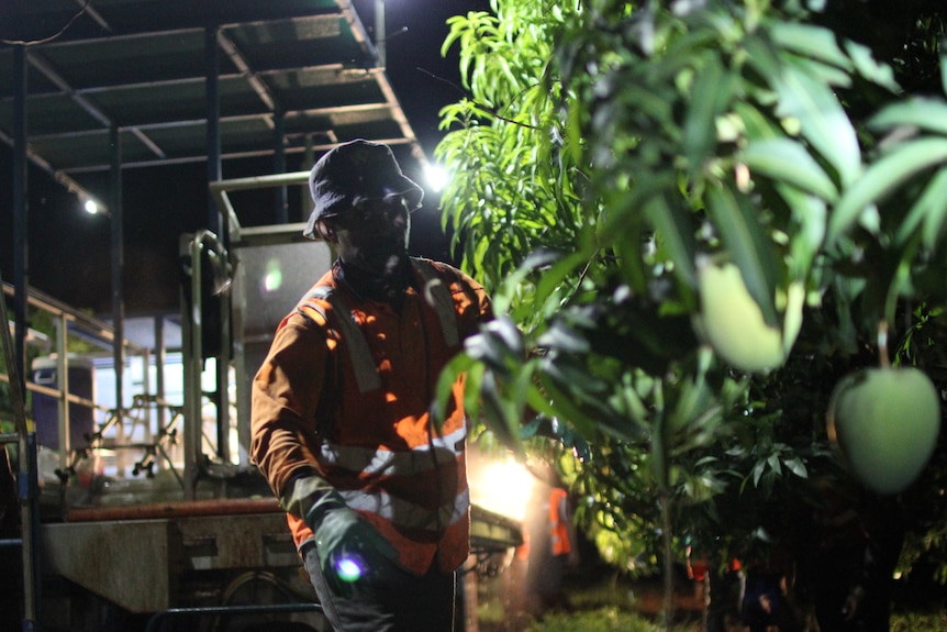 A man, with his face obscured by shadow, leaning in to pick a green mango at night time.