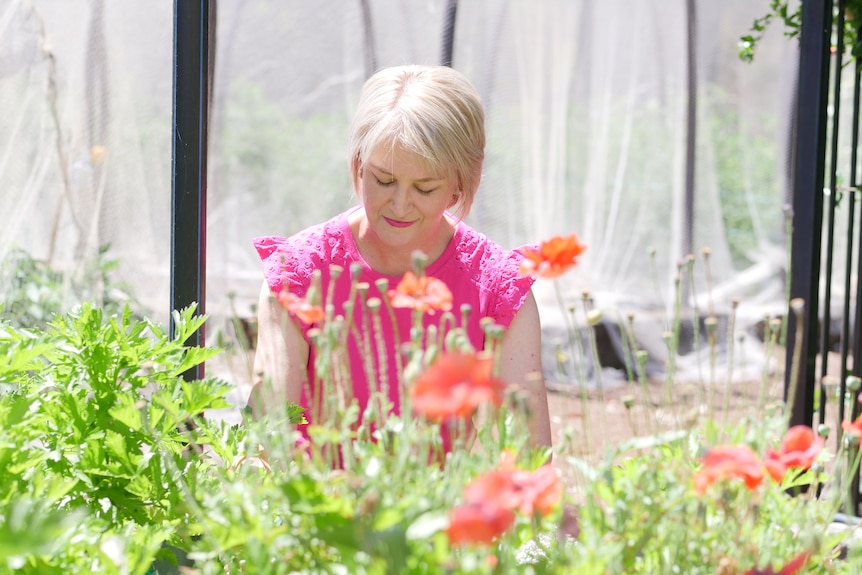 A blonde woman in a bright pink shirt looking at some orange flowers in a community garden.