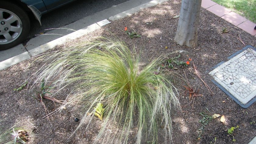 Mexican feather grass plants, which kill off native grasses, have been found on private property and nurseries