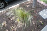 Mexican feather grass plants, which kill off native grasses, have been found on private property and nurseries