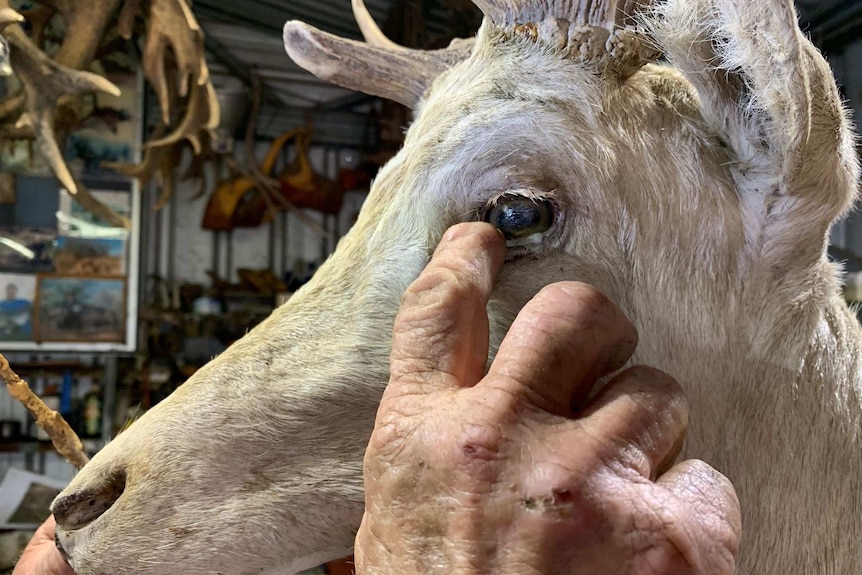 A close-up of the hand of retired taxidermist George Robinson working on an animal head.
