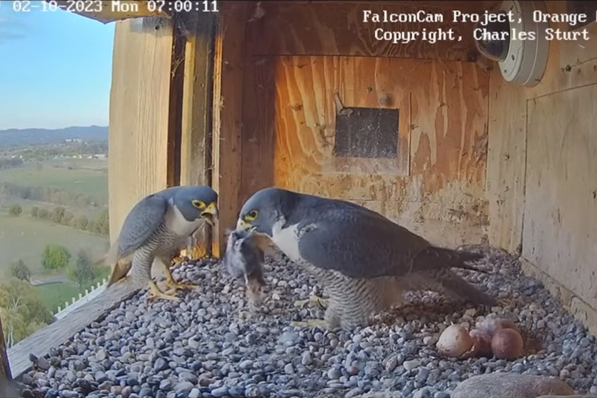 Peregrine falcon holds a small dead bird in its beak while standing in a nest box with another falcon, a chick and eggs.