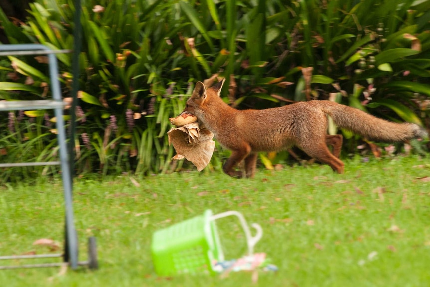 A fox runs away with some pita bread and a bun.