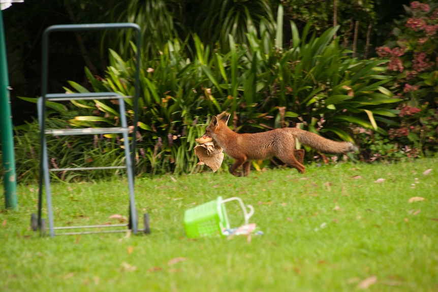 Fox in suburban backyard running away into thicker bush with a chook in its jaws