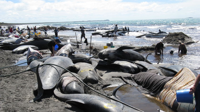 More than 200 whales stranded themselves at the southern end of King Island.