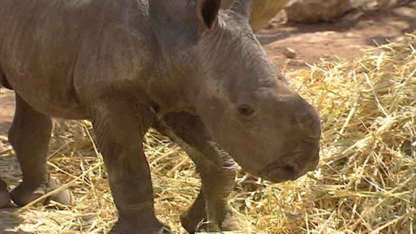 rhinoceros (file photo)