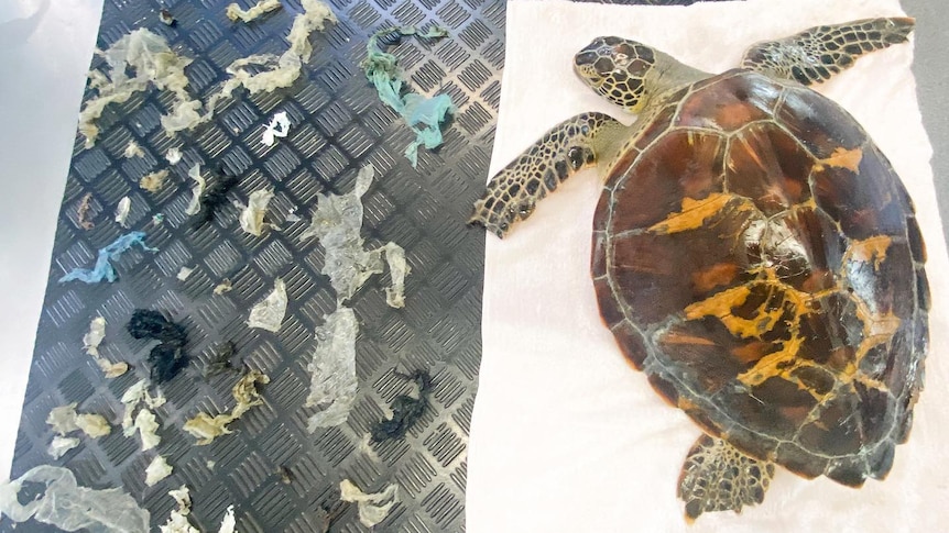 Turtle sitting on a bench alongside a display of plastic removed from its gut 