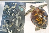 Turtle sitting on a bench alongside a display of plastic removed from its gut 