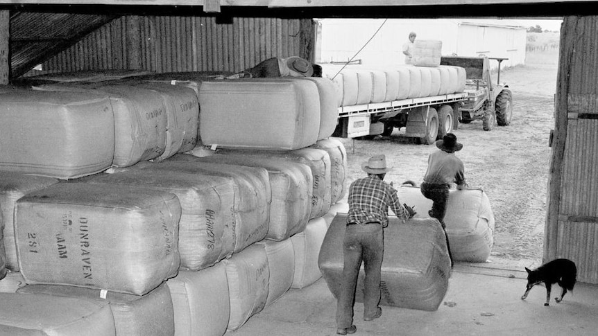 Workers moving wool bales from a wool shed at Dunraven Station in 1991.