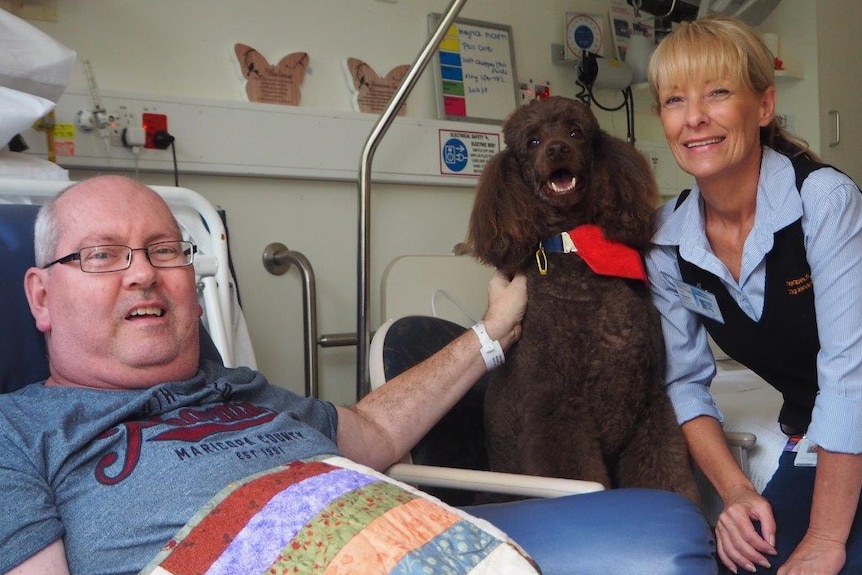 Meyrick enjoys the company of Jody's chocolate-coloured therapy poodle.