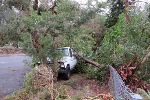 A tree on a car in Brisbane's The Gap during a wild storm in December 2016.