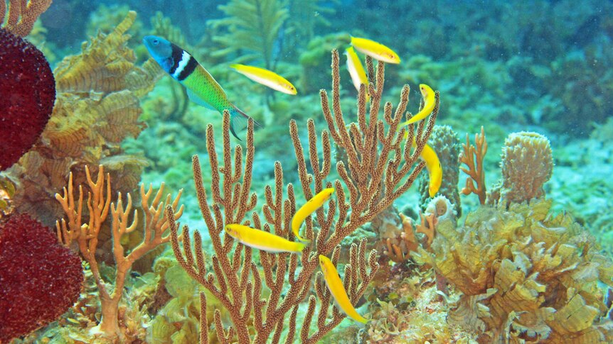 Tight underwater shot of a small school of colourful fish swimming around coral.