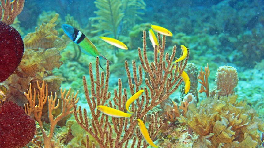 Staghorn coral with eight small yellow wrasse and one larger blue one swimming around.