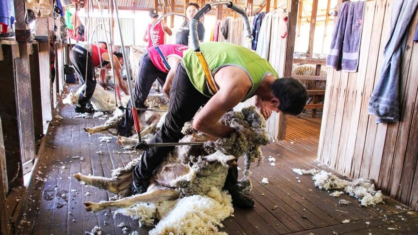 Men in a shearing shed are shearing sheep.
