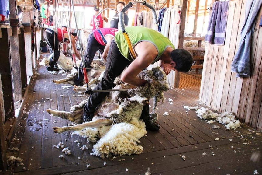 Men in a shearing shed are shearing sheep.