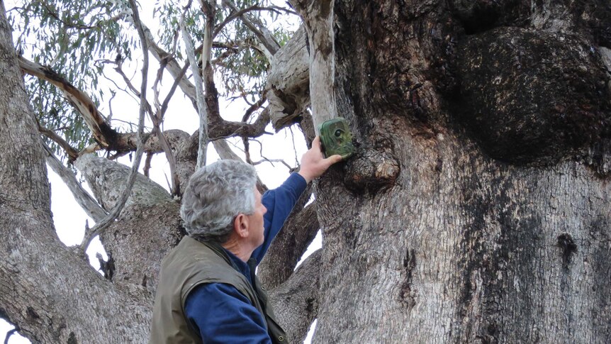 Installing camera in tree