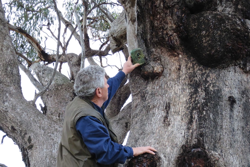 Installing camera in tree