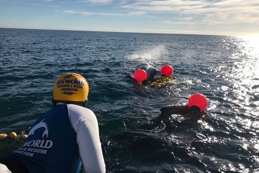 Sea World rescuer in foreground and two whales trapped in shark nets.