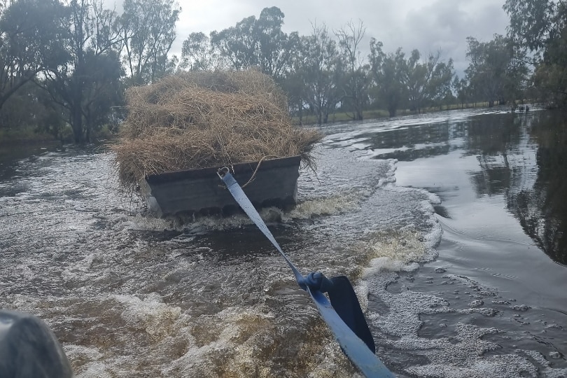 A view from the back of a tinnie of a punt boat carrying a bale of hay through floodwater