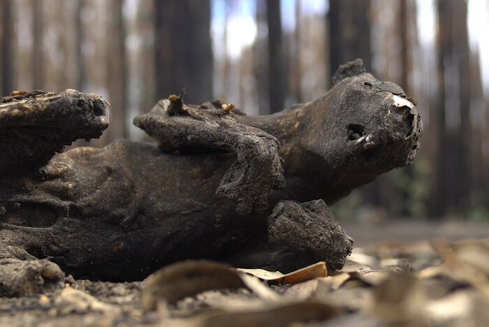 A burnt animal with burnt trees in the background.