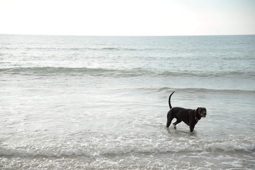 a brown dog in water at the beach