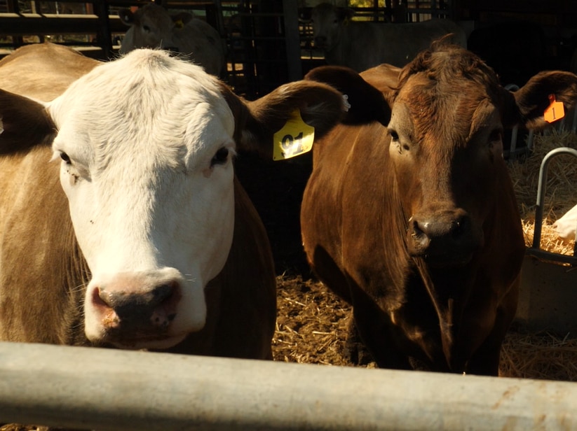 Two cows in a pen, looking at the camera.