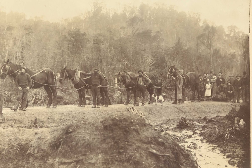 Teamsters working on railway line between Mt Lyell and Strahan 1895.