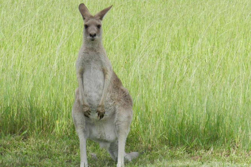 Kangaroo North Lakes