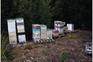 Kailash's bee hives