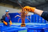 Lobster at Hobart factory