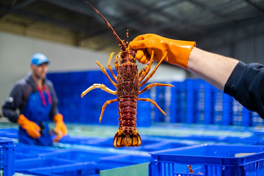 Lobster at Hobart factory