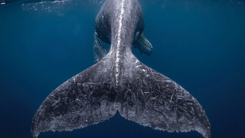 Reiko Takahashi of Japan was named contest winner with this spectacular underwater photo of a humpback whale.
