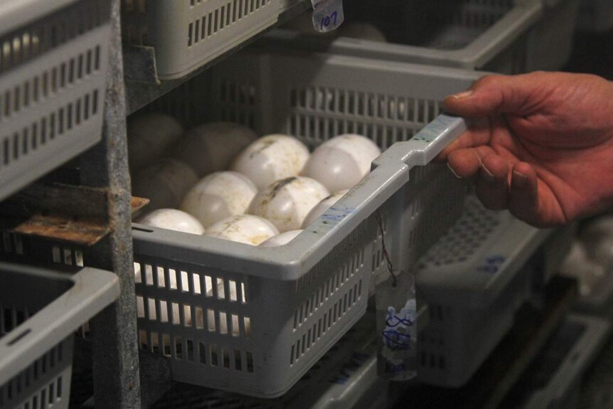A photo of a hand pulling out a tray of crocodile eggs in an incubator.