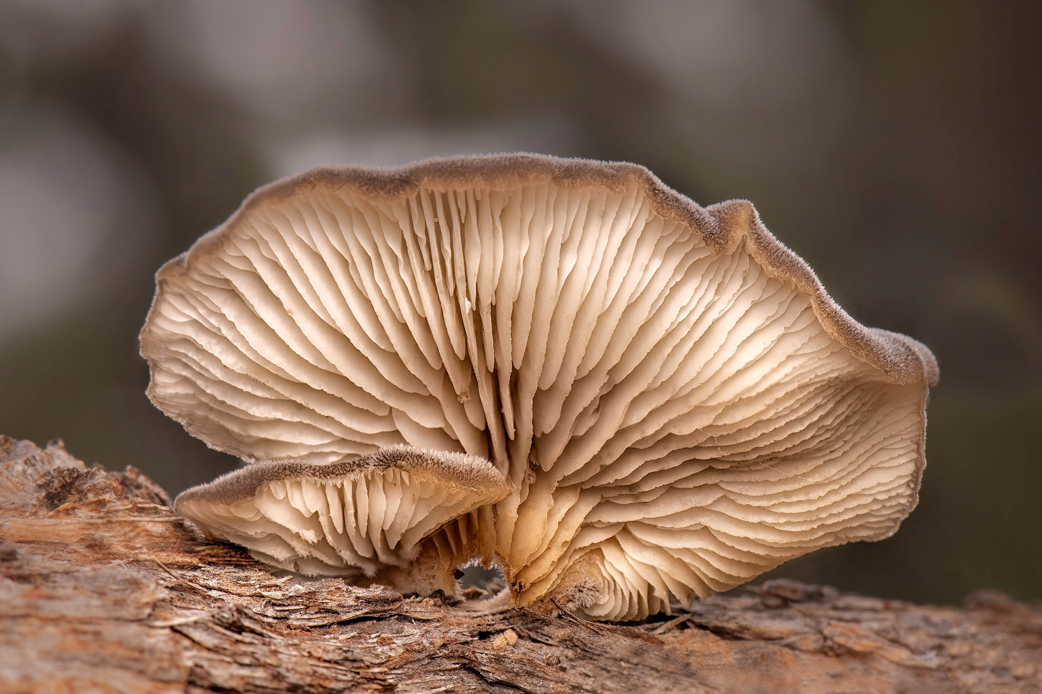 Manjimup Photo Club's Fantastic Fungi exhibition highlights organisms