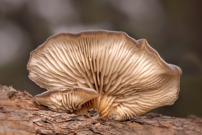 A close up underside picture of a mushroom