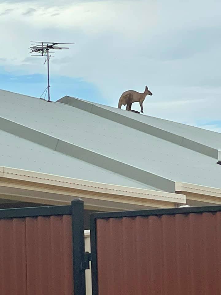 A kangaroo on a roof