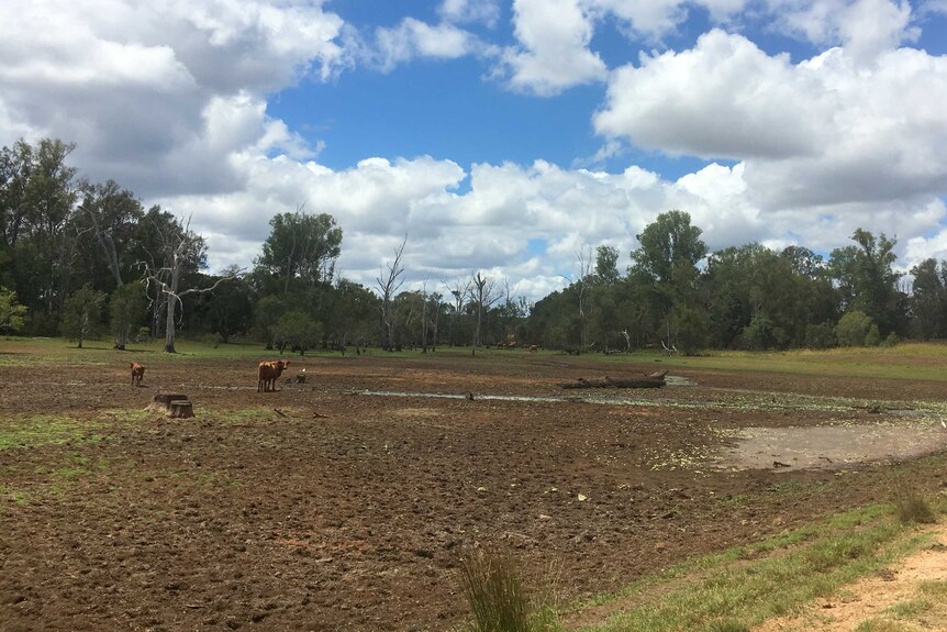 Cattle seek water in an empty dam in Childers