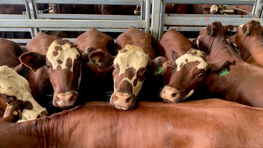 A pen of brown and white cattle.