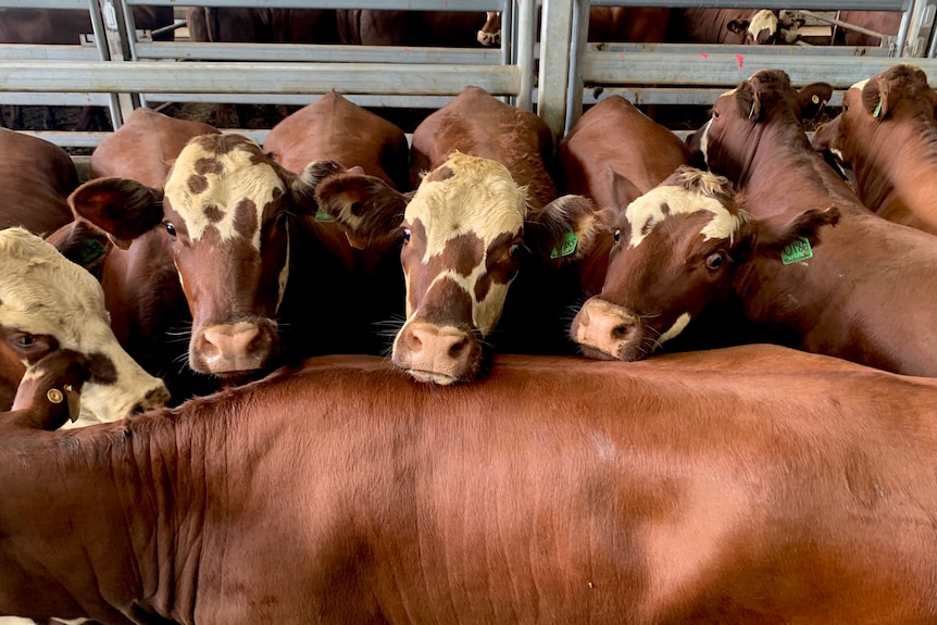 A pen of brown and white cattle.