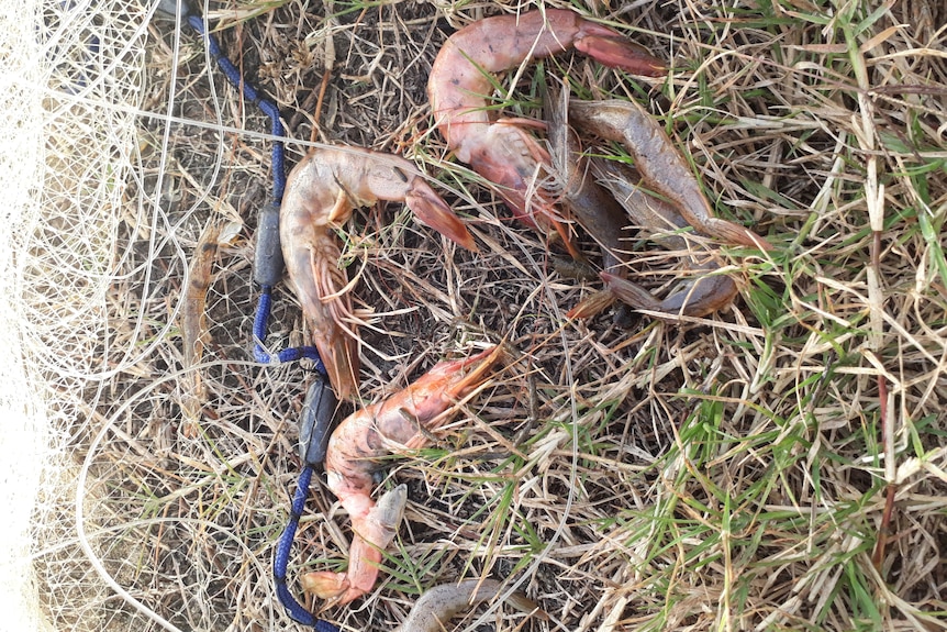 Dead prawns lying on the grass next to a net.