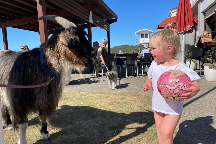A goat on a lead at a beach cafe, standing face to face with a toddler holding a ball. Blue skies. 