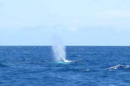 A whale spouts in the ocean off Korora near Coffs Harbour.