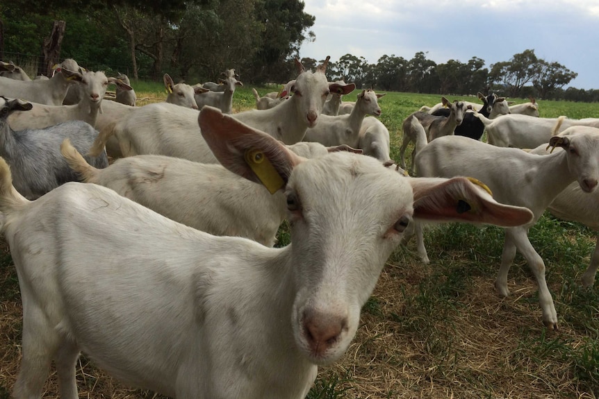 Q fever: Goat dairy farmer developing Australian vaccine as 'endemic'  disease rips through herd - ABC News
