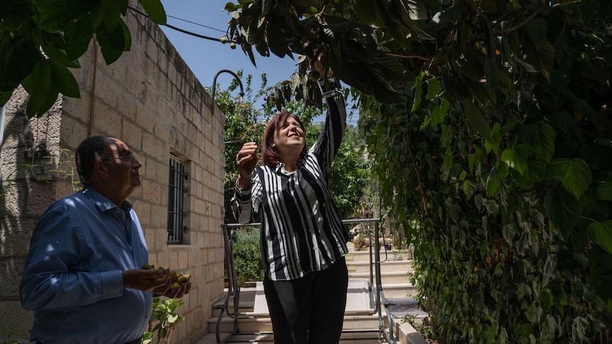 A middle-aged Arab woman picks fruit off a a leafy tree while a man watches on 
