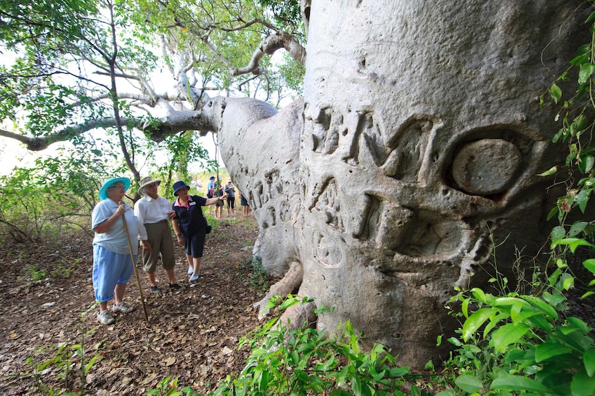 A photo of tourists looking at the 'mermaid boab'